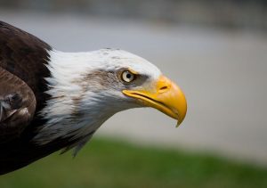 Concentrarnos como un águila...